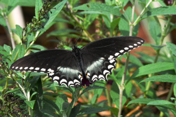 Картинка животные бабочки +мотыльки +моли бабочка