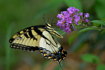 Картинка животные бабочки +мотыльки +моли бабочка