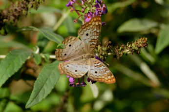 Картинка животные бабочки +мотыльки +моли бабочка
