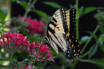 Картинка животные бабочки +мотыльки +моли бабочка