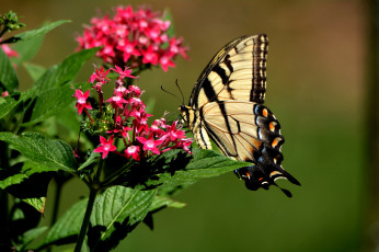 Картинка животные бабочки +мотыльки +моли бабочка