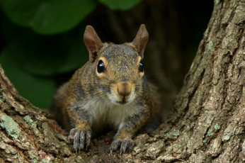 Картинка животные белки белка