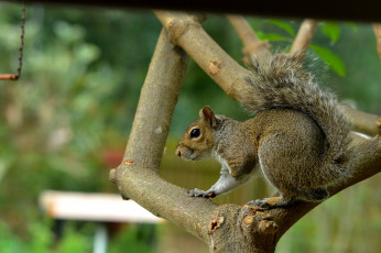Картинка животные белки белка
