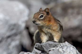 Картинка животные бурундуки бурундучок