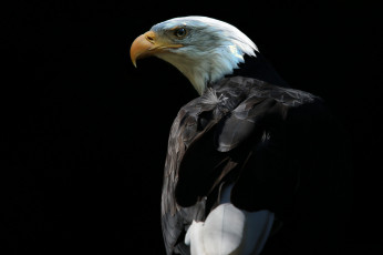 Картинка животные птицы+-+хищники птичка