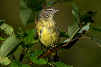 Картинка животные птицы птичка