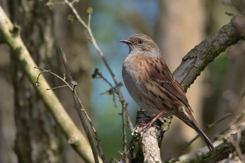Картинка животные птицы птичка