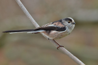Картинка животные птицы птичка