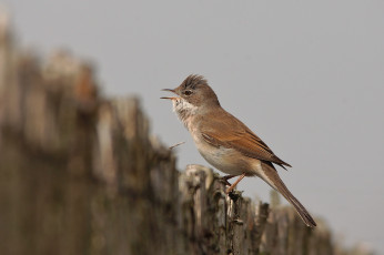 Картинка животные птицы птичка