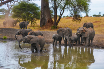 Картинка животные слоны слон