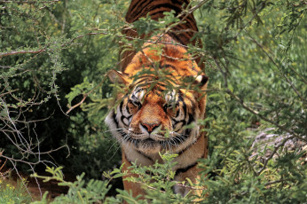 Картинка животные тигры хищник