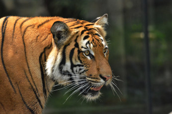 Картинка животные тигры хищник