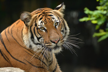 Картинка животные тигры хищник