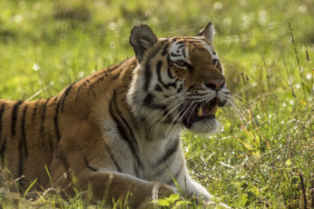 Картинка животные тигры хищник