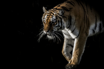 Картинка животные тигры хищник