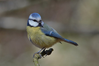 Картинка животные синицы +лазоревки птичка