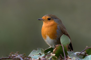 обоя животные, зарянки , малиновки, птичка