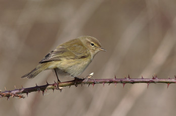 Картинка животные птицы птичка