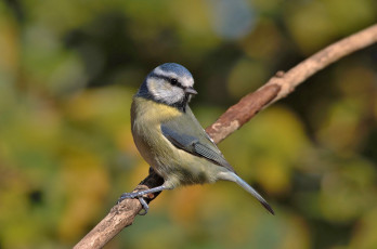 Картинка животные синицы +лазоревки птичка