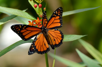 Картинка животные бабочки +мотыльки +моли бабочка