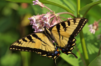 Картинка животные бабочки +мотыльки +моли бабочка