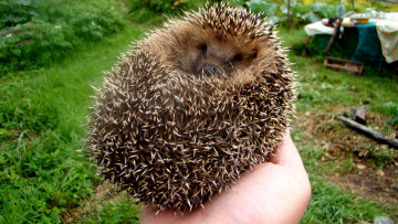 Картинка животные ежи ёжик колючки клубок рука