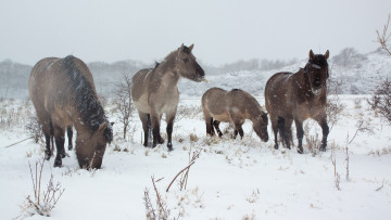 Картинка животные лошади снег