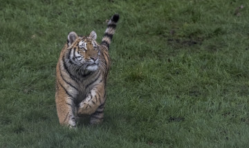 Картинка животные тигры хищник