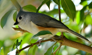 Картинка животные птицы птичка