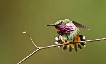 Картинка животные колибри ветка птица