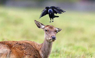 Картинка животные разные+вместе олень уши галка