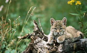 Картинка животные рыси рысенок взгляд бревно трава