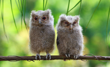 Картинка животные совы ветка птенцы совята