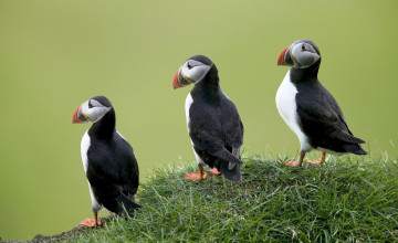 Картинка животные тупики обрыв трава птицы