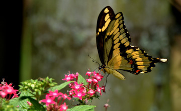 Картинка животные бабочки +мотыльки +моли бабочка