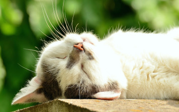 Картинка животные коты солнце белый лежит кошка зелень спит крупный план лето боке мордочка кот