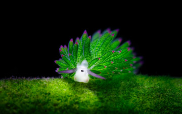 Картинка животные морская+фауна моллюск дно вода морская улитка