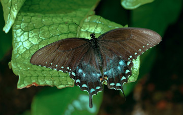 Картинка животные бабочки +мотыльки +моли бабочка