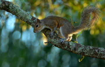 Картинка животные белки белка