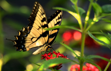 Картинка животные бабочки +мотыльки +моли бабочка