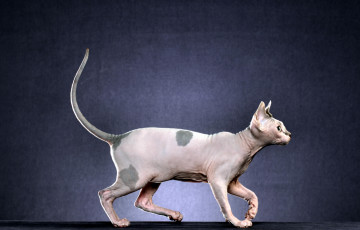 Картинка животные коты млекопитающее животное порода фон