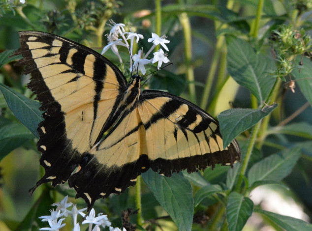 Обои картинки фото животные, бабочки,  мотыльки,  моли, бабочка