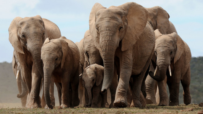 Обои картинки фото животные, слоны