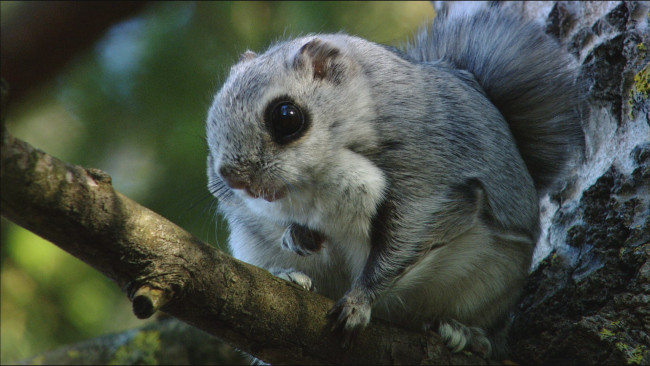 Обои картинки фото животные, сони, соня, дерево, ветка