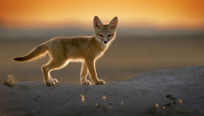 Обои картинки фото животные, лисы, лисенок, снег, закат