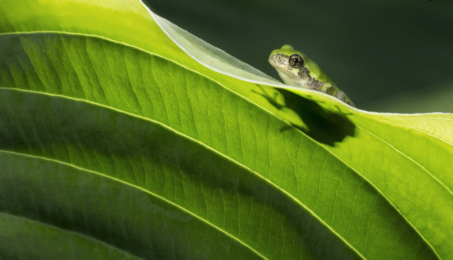 Обои картинки фото животные, лягушки, лягушка, зеленая, лист