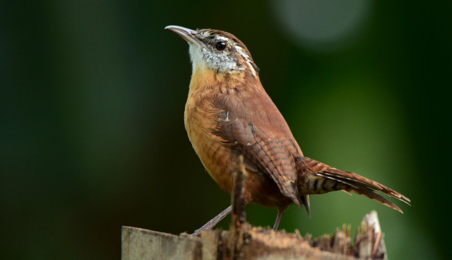 Обои картинки фото животные, птицы, птичка