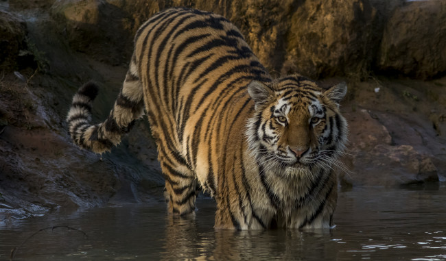 Обои картинки фото животные, тигры, хищник