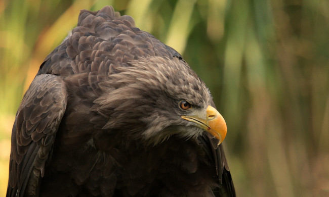 Обои картинки фото животные, птицы - хищники, птичка
