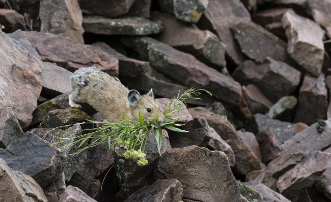 Обои картинки фото животные, крысы,  мыши, американская, пищуха, грызун, трава, камни
